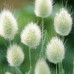 LAGURUS OVATUS SEEDS - BUNNY TAILS / RABBITS TAIL ORNAMENTAL GRASS SEEDS - 100 SEEDS