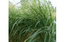 PANICUM ELEGANS - FIBRE OPTIC FROSTED EXPLOSION ORNAMENTAL GRASS SEEDS - 250 SEEDS PANICUM ELEGANS - FIBRE OPTIC FROSTED EXPLOSION ORNAMENTAL GRASS SEEDS - 250 SEEDS