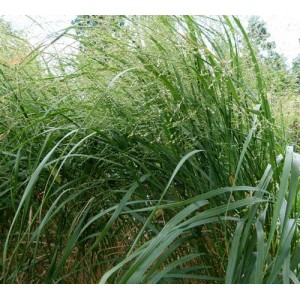 PANICUM ELEGANS - FIBRE OPTIC FROSTED EXPLOSION ORNAMENTAL GRASS SEEDS - 250 SEEDS