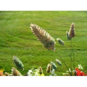 PHALARIS CANARIENSIS - CANARY GRASS ORNAMENTAL GRASS SEEDS - 250 SEEDS