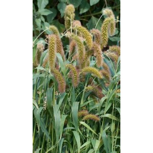 SETARIA ITALICA - FOXTAIL MILLET ORNAMENTAL GRASS SEEDS - 250 SEEDS