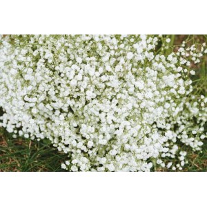 GYPSOPHILA PANICULATA SNOWFLAKE SEEDS - BABYS BREATH - 250 SEEDS