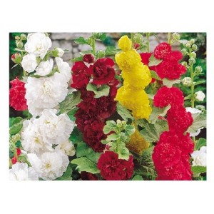 HOLLYHOCK SUMMER CARNIVAL MIXED SEEDS - 50 SEEDS