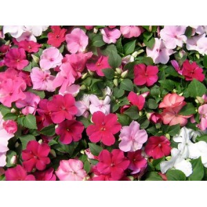 IMPATIENS WALLERIANA - BUSY LIZZIE DWARF BABY SERIES MIX - 100 SEEDS