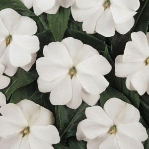IMPATIENS WALLERIANA DWARF BABY WHITE SEEDS - WHITE BUSY LIZZIE - 100 SEEDS