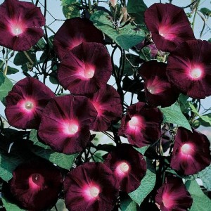 IPOMOEA MORNING GLORY BLACK KNIGHT SEEDS - DARK PURPLE FLOWERS - 50 SEEDS