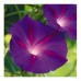 IPOMOEA MORNING GLORY BLACK KNIGHT SEEDS - DARK PURPLE FLOWERS - 50 SEEDS