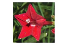 IPOMOEA MORNING GLORY QUAMOCLIT RED FEATHER SEEDS - 50 SEEDS IPOMOEA MORNING GLORY QUAMOCLIT RED FEATHER SEEDS - 50 SEEDS