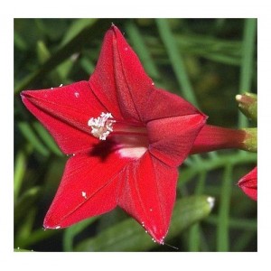 IPOMOEA MORNING GLORY QUAMOCLIT RED FEATHER SEEDS - 50 SEEDS