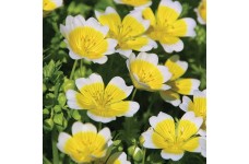 LIMNANTHES DOUGLASSI POACHED EGG MIX - 100 SEEDS LIMNANTHES DOUGLASSI POACHED EGG MIX - 100 SEEDS