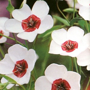 LINUM GRANDIFLORUM BRIGHT EYES SEEDS - WHITE FLOWERS WITH DARK RED CENTRE - 100 SEEDS LINUM GRANDIFLORUM BRIGHT EYES SEEDS - WHITE FLOWERS WITH DARK RED CENTRE - 100 SEEDS