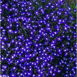 LOBELIA ERINUS MRS CLIBRAN SEEDS - BLUE FLOWERS WITH WHITE EYES - 500 SEEDS