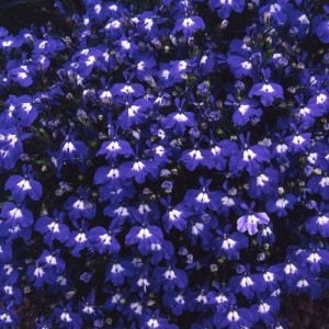 LOBELIA ERINUS TRAILING SAPPHIRE SEEDS - DEEP BLUE FLOWERS WITH WHITE EYES - 500 SEEDS LOBELIA ERINUS TRAILING SAPPHIRE SEEDS - DEEP BLUE FLOWERS WITH WHITE EYES - 500 SEEDS