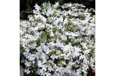 LOBELIA ERINUS WHITE LADY SEEDS - PURE WHITE FLOWERS - UPRIGHT PLANT - 500 SEEDS LOBELIA ERINUS WHITE LADY SEEDS - PURE WHITE FLOWERS - UPRIGHT PLANT - 500 SEEDS