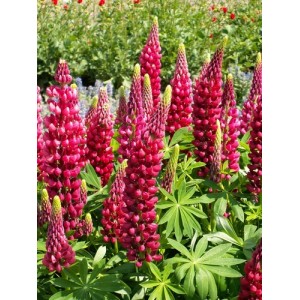 LUPIN LUPINE LUPINUS MY CASTLE SEEDS - SHADES OF RED & ROSE - 50 SEEDS LUPIN LUPINE LUPINUS MY CASTLE SEEDS - SHADES OF RED & ROSE - 50 SEEDS