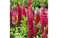 LUPIN RUSSEL THE PAGES CARMINE SEEDS - LUPINE LUPINUS RED FLOWERS - 50 SEEDS LUPIN RUSSEL THE PAGES CARMINE SEEDS - LUPINE LUPINUS RED FLOWERS - 50 SEEDS