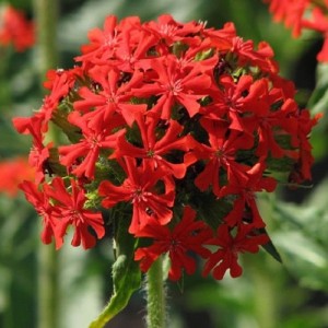 LYCHNIS CHALCEDONICA SCARLET SEEDS - MALTESE CROSS SEEDS - 250 SEEDS LYCHNIS CHALCEDONICA SCARLET SEEDS - MALTESE CROSS SEEDS - 250 SEEDS