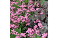 MYOSOTIS ALPESTRIS ROSE SEEDS - PINK FORGET ME NOT - 200 SEEDS MYOSOTIS ALPESTRIS ROSE SEEDS - PINK FORGET ME NOT - 200 SEEDS