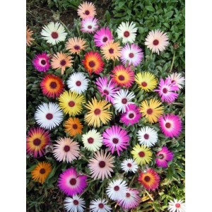 MESEMBRYANTHEMUM HARLEQUIN HARLIQUINN SEEDS - MIXED COLOURS - 500 SEEDS