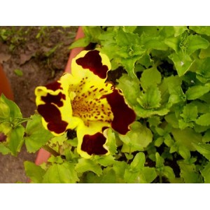 MIMULUS TIGRINUS - TIGER MONKEY - MONKEY FLOWER - 500 SEEDS MIMULUS TIGRINUS - TIGER MONKEY - MONKEY FLOWER - 500 SEEDS