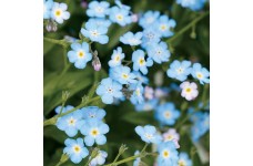 MYOSOTIS ALPESTRIS BLUE SEEDS - FIELD / WOOD FORGET ME NOT BLUE SEEDS - 350 SEEDS MYOSOTIS ALPESTRIS BLUE SEEDS - FIELD / WOOD FORGET ME NOT BLUE SEEDS - 350 SEEDS