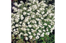 MYOSOTIS ALPESTRIS WHITE BREEZE SEEDS - WHITE FORGET ME NOT SEEDS - 350 SEEDS MYOSOTIS ALPESTRIS WHITE BREEZE SEEDS - WHITE FORGET ME NOT SEEDS - 350 SEEDS