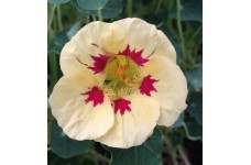 NASTURTIUM TROPAEOLUM LADYBIRD SEEDS - CREAM WITH PURPLE SPOTS - 20 SEEDS NASTURTIUM TROPAEOLUM LADYBIRD SEEDS - CREAM WITH PURPLE SPOTS - 20 SEEDS