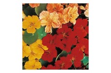 NASTURTIUM TROPAEOLUM MINUS WHIRLYBIRD MIX SEEDS - MIXED COLOUR FLOWERS - 40 SEEDS NASTURTIUM TROPAEOLUM MINUS WHIRLYBIRD MIX SEEDS - MIXED COLOUR FLOWERS - 40 SEEDS