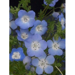 NEMOPHILA MENZIESII INSIGNIS SEEDS - BABY BLUE EYES - 250 SEEDS