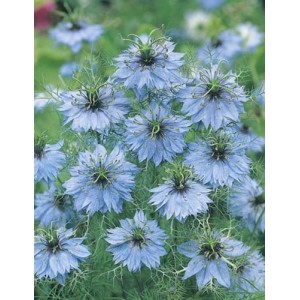 NIGELLA LOVE IN A MIST SEEDS - NIGELLA MISS JEKYLL - 150 SEEDS NIGELLA LOVE IN A MIST SEEDS - NIGELLA MISS JEKYLL - 150 SEEDS