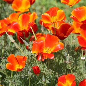 CALIFORNIA POPPY MIKADO SEEDS - ESCHSCHOLTZIA CALIFORNICA - 500 SEEDS CALIFORNIA POPPY MIKADO SEEDS - ESCHSCHOLTZIA CALIFORNICA - 500 SEEDS