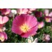 CALIFORNIA POPPY PURPLE GLEAM SEEDS - ESCHSCHOLTZIA CALIFORNICA - 500 SEEDS CALIFORNIA POPPY PURPLE GLEAM SEEDS - ESCHSCHOLTZIA CALIFORNICA - 500 SEEDS