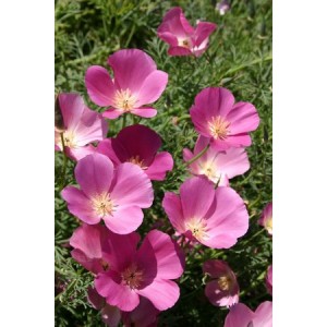 CALIFORNIA POPPY PURPLE GLEAM SEEDS - ESCHSCHOLTZIA CALIFORNICA - 500 SEEDS CALIFORNIA POPPY PURPLE GLEAM SEEDS - ESCHSCHOLTZIA CALIFORNICA - 500 SEEDS