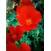 CALIFORNIA POPPY RED CHIEF SEEDS - ESCHSCHOLTZIA CALIFORNICA - 500 SEEDS