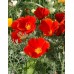 CALIFORNIA POPPY RED CHIEF SEEDS - ESCHSCHOLTZIA CALIFORNICA - 500 SEEDS