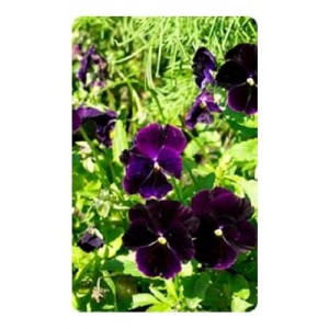 PANSY SWISS GIANT BERMA VELVET BLUE SEEDS - 100 SEEDS