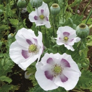 PAPAVER POPPY MAANZAAD BREAD POPPY - 250 SEEDS PAPAVER POPPY MAANZAAD BREAD POPPY - 250 SEEDS