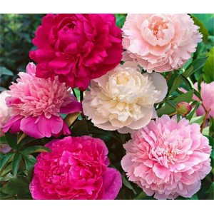 PAPAVER POPPY PAEONIFLURUM SEEDS - MIXED COLOUR DOUBLE PEONY POPPY SEEDS - 500 SEEDS