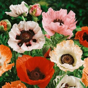 PAPAVER POPPY ORIENTAL HYBRID MIX SEEDS - MIXED COLOUR POPPIES - 250 SEEDS