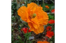 PAPAVER POPPY FLORE PLENO SEEDS - RUPIFRAGUM ATLANTICUM - ORANGE FEATHERS - 250 SEEDS PAPAVER POPPY FLORE PLENO SEEDS - RUPIFRAGUM ATLANTICUM - ORANGE FEATHERS - 250 SEEDS