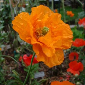 PAPAVER POPPY FLORE PLENO SEEDS - RUPIFRAGUM ATLANTICUM - ORANGE FEATHERS - 250 SEEDS