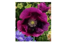 PAPAVER POPPY LAURENS GRAPE PURPLE POPPY - 500 SEEDS PAPAVER POPPY LAURENS GRAPE PURPLE POPPY - 500 SEEDS