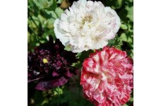PAPAVER POPPY PAEONIFLURUM SEEDS - ANTIQUE SHADES DOUBLE PEONY POPPY SEEDS - 250 SEEDS PAPAVER POPPY PAEONIFLURUM SEEDS - ANTIQUE SHADES DOUBLE PEONY POPPY SEEDS - 250 SEEDS
