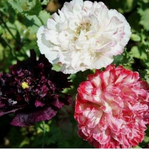 PAPAVER POPPY PAEONIFLURUM SEEDS - ANTIQUE SHADES DOUBLE PEONY POPPY SEEDS - 250 SEEDS 
