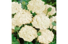 PAPAVER POPPY PAEONIFLURUM SEEDS - CREAM DOUBLE PEONY POPPY SEEDS - 250 SEEDS PAPAVER POPPY PAEONIFLURUM SEEDS - CREAM DOUBLE PEONY POPPY SEEDS - 250 SEEDS