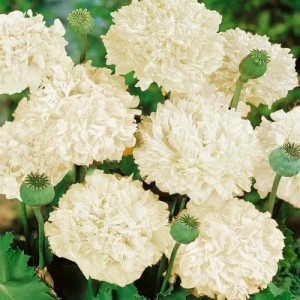 PAPAVER POPPY PAEONIFLURUM SEEDS - CREAM DOUBLE PEONY POPPY SEEDS - 250 SEEDS 