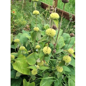 PHLOMIS RUSSELIANA SEEDS - TURKISH SAGE - 25 SEEDS PHLOMIS RUSSELIANA SEEDS - TURKISH SAGE - 25 SEEDS