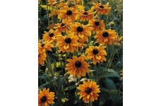 RUDBECKIA HIRTA MARMALADE SEEDS - BLACK EYED SUSAN - 250 SEEDS RUDBECKIA HIRTA MARMALADE SEEDS - BLACK EYED SUSAN - 250 SEEDS