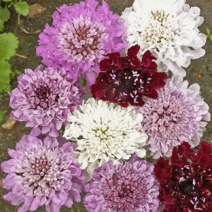 SCABIOSA ATROPURPUREA IMPERIAL MIX SEEDS - PINCUSHION SCABIOUS - 100 SEEDS SCABIOSA ATROPURPUREA IMPERIAL MIX SEEDS - PINCUSHION SCABIOUS - 100 SEEDS