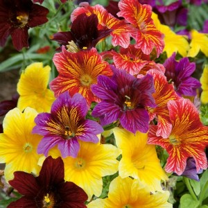 SALPIGLOSSIS SINUATA BOLERO F2 MIXED SEEDS - PAINTED TONGUE - 250 SEEDS SALPIGLOSSIS SINUATA BOLERO F2 MIXED SEEDS - PAINTED TONGUE - 250 SEEDS